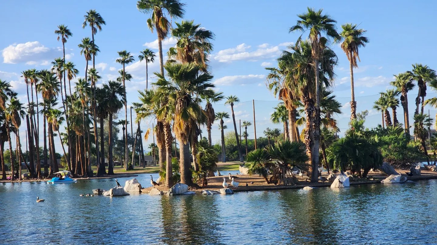 Palm trees and geese around the lagoon at Encanto Park